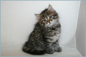 Female Siberian Kitten from Deedlebug Siberians